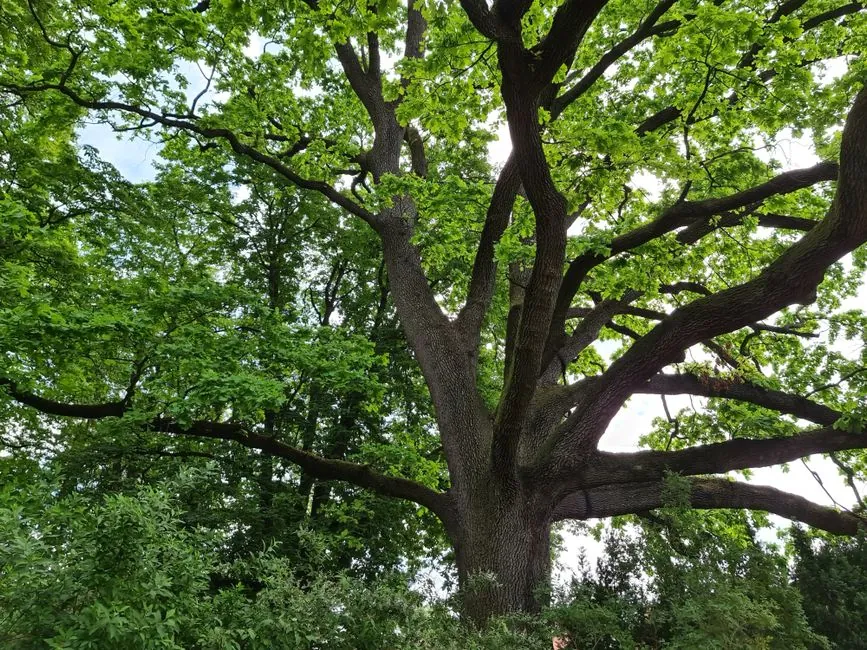 A large oak tree stands majestically in a verdant forest, showcasing its sprawling branches and green leaves.